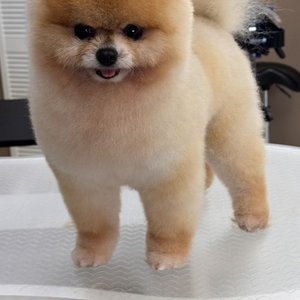 Merlin Pet Grooming Salon image 1