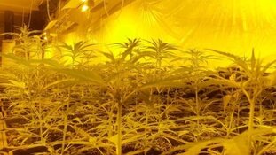 Drie aanhoudingen in groot onderzoek naar hennepteelt