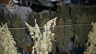 Twee hennepkwekerijen en één hennepdrogerij opgerold tijdens integrale actiedag