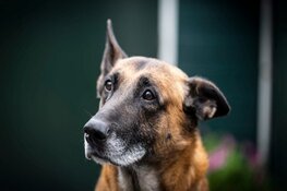 Deze politiehond en baas gaan samen met pensioen