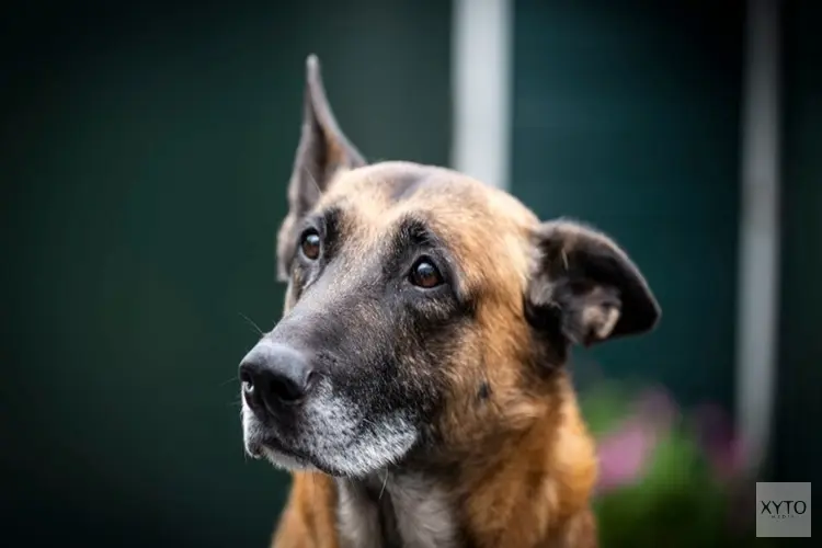 Deze politiehond en baas gaan samen met pensioen