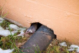 Kou zorgt voor muizenoverlast