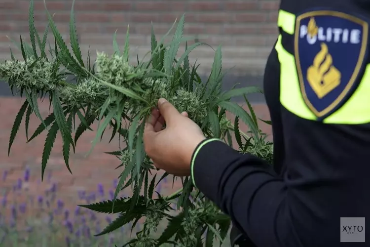 Bij ontmanteling hennepkwekerij vuurwapen en handgranaten aangetroffen