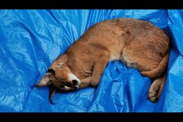 Eigenaar aangetroffen Caracal gevonden en aangehouden