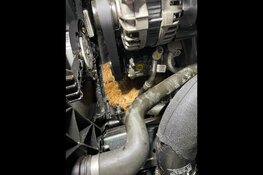 Herfst: klop op je motorkap om kattenleed te voorkomen