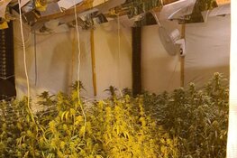 Hennepkwekerij Vlaardingen ontmanteld