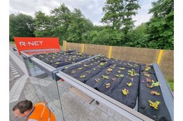 Experiment groene sedumdaken R-netbushokjes Zuid-Holland