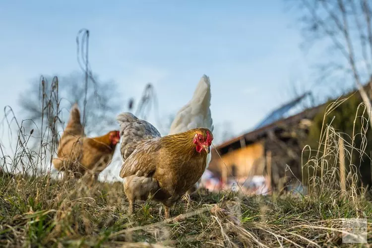 Vogelgriep vastgesteld in Vlaardingen