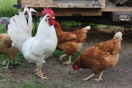Vogelgriep vastgesteld in Rozenburg