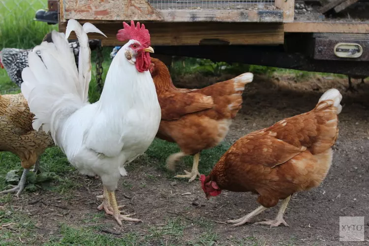 Vogelgriep vastgesteld in Rozenburg