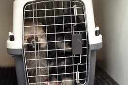 Politie en NVWA grijpen in bij illegale puppyhandel in Vlaardingen