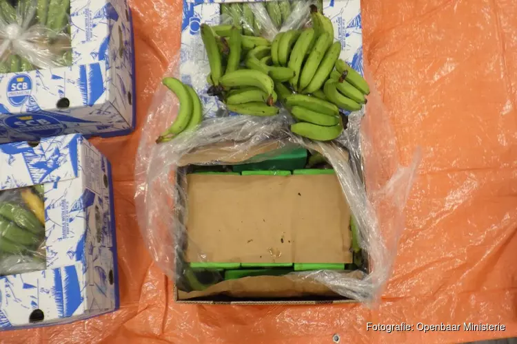 Douane treft bijna 600 kilo cocaïne aan in een container met bananen uit Colombia
