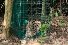 Serval Hoogvliet gevangen