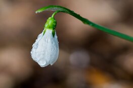 Wisselvalligheid houdt aan, bewolkt, nat en soms zonnig