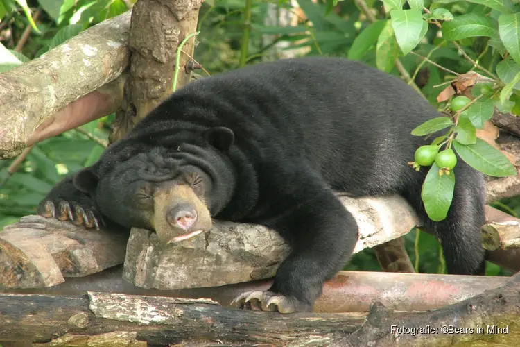 Ouwehand Zoo Foundation beschermt de Maleise beer