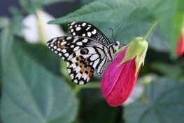 Na maanden verbouwen is Vlindorado ruimer en grootser dan ooit