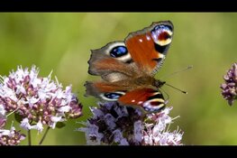 Tuinvlindertelling 2025: help mee met tellen!