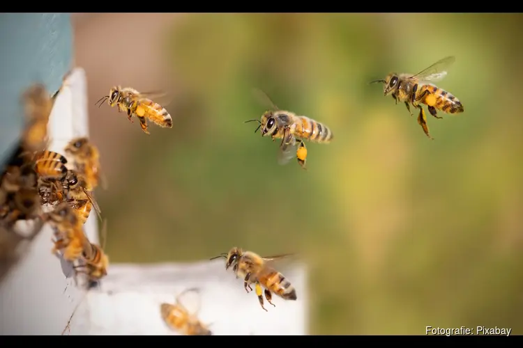 Een burcht speciaal voor wilde bijen