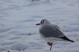 Vogelspotten in Rotterdam krijgt speels en sociaal karakter met nieuwe app
