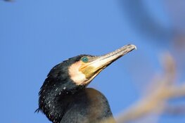Vogelspotten in Rotterdam krijgt speels en sociaal karakter met nieuwe app