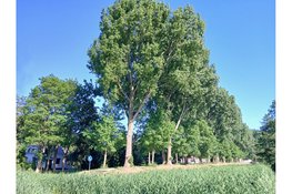 Rotterdamse actiegroep behaalt succes bij de rechter: voorlopig worden populieren niet gekapt