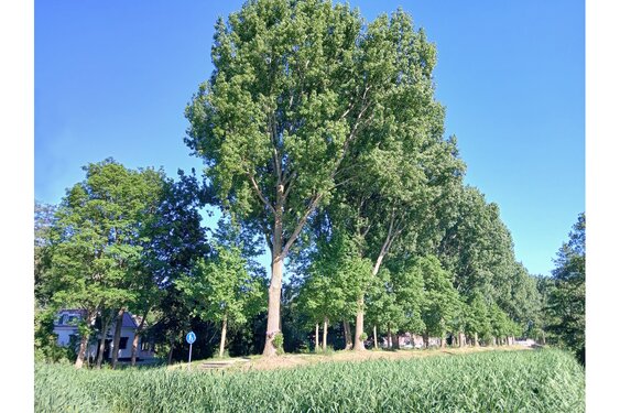 Rotterdamse actiegroep behaalt succes bij de rechter: voorlopig worden populieren niet gekapt