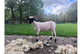 Wollige Middag op stadsboerderij De Molenwei op zaterdag 9 mei van 13:00 tot 16:00 uur