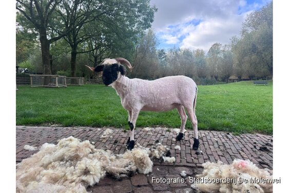 Wollige Middag op stadsboerderij De Molenwei op zaterdag 9 mei van 13:00 tot 16:00 uur