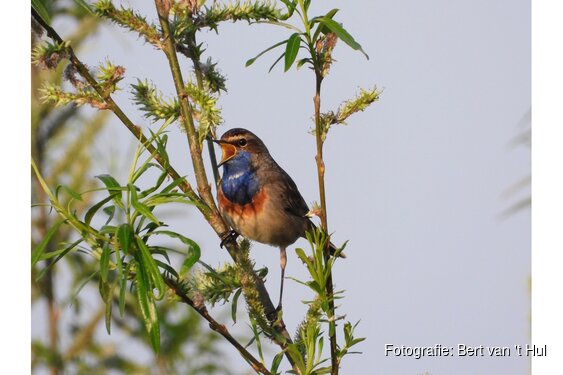 Voorjaar brengt zomergasten terug in natuurgebieden rond Rotterdam
