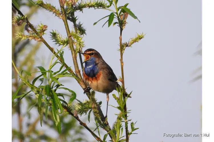 Voorjaar brengt zomergasten terug in natuurgebieden rond Rotterdam