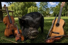 Beestachtig mooie klassieke muziek op Stadsboerderij De Molenwei