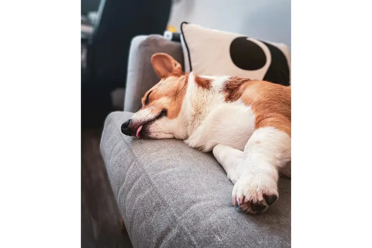 Een hond op de bank: wat dat na twee jaar met de stof doet