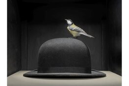 Hans van Asch laat vogels los in vervreemdende stillevens