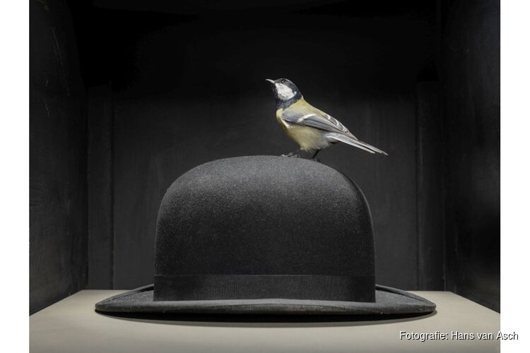 Hans van Asch laat vogels los in vervreemdende stillevens