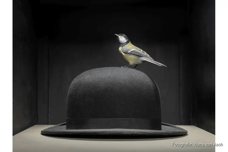 Hans van Asch laat vogels los in vervreemdende stillevens