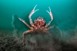 Vooraanstaand oceaanbioloog Callum Roberts naar Rotterdam voor Doggerland Lecture 2026