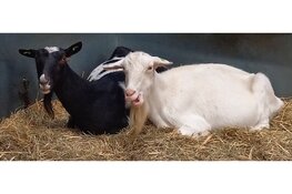 Nacht van de Nacht op stadsboerderij De Molenwei: ontdek de magie van het donker.