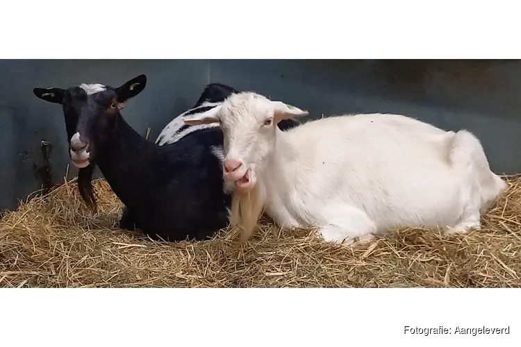 Nacht van de Nacht op stadsboerderij De Molenwei: ontdek de magie van het donker.