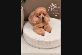 Merlin Pet Grooming in Schiedam: waar vakmanschap en persoonlijke aandacht samenkomen
